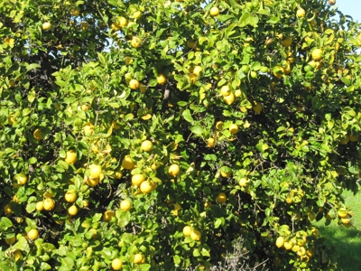 Orchards in Yolo County, Northern California For Sale - image 20
