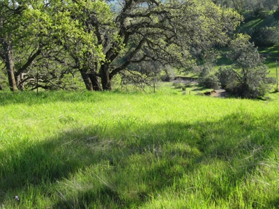 Orchards in Yolo County, Northern California For Sale - image 24