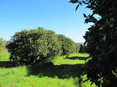 Orchards in Yolo County, Northern California For Sale - image 18