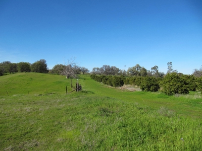 Orchards in Yolo County, Northern California For Sale - image 14