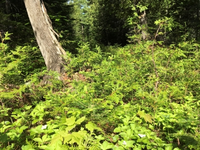 Off-Grid Cabin on a Trout Stream Maine - image 47