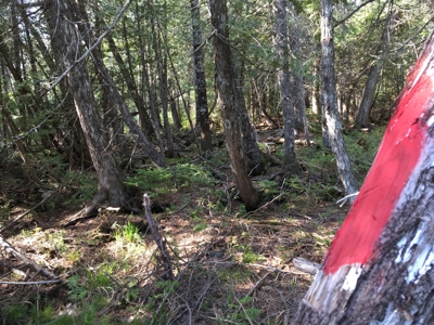 Off-Grid Cabin on a Trout Stream Maine - image 35