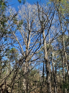 Secluded Hunting Land Bordering Homochitto National Forest - image 13