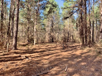 Secluded Hunting Land Bordering Homochitto National Forest - image 3