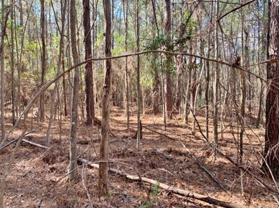 Secluded Hunting Land Bordering Homochitto National Forest - image 11