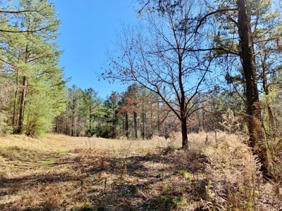 Secluded Hunting Land Bordering Homochitto National Forest - image 12