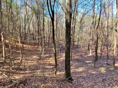 Secluded Hunting Land Bordering Homochitto National Forest - image 4