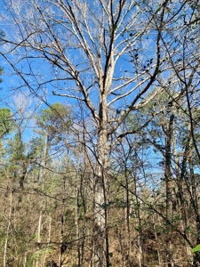 Secluded Hunting Land Bordering Homochitto National Forest - image 14