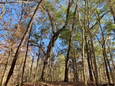 Secluded Hunting Land Bordering Homochitto National Forest - image 8