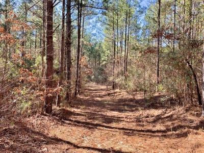 Secluded Hunting Land Bordering Homochitto National Forest - image 2