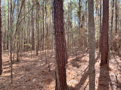 Secluded Hunting Land Bordering Homochitto National Forest - image 10