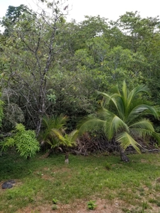 Picture perfect island home Bocas del Toro Panama - image 19