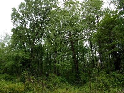 Land for Sale in the Ozarks of Arkansas! - image 6
