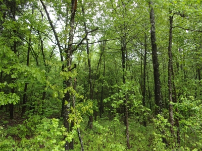 Land for Sale in the Ozarks of Arkansas! - image 2