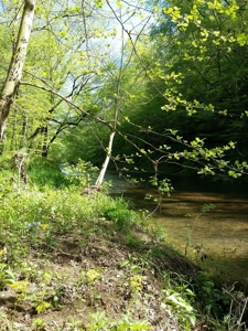 Hunter’s dream with Cabin, in Lawrence County Tennessee - image 12
