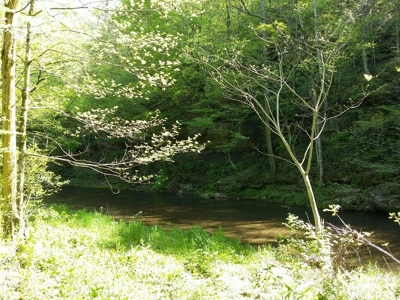 Hunter’s dream with Cabin, in Lawrence County Tennessee - image 11