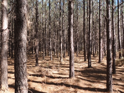 Land For Sale Lincoln County Brookhaven Mississippi - image 47