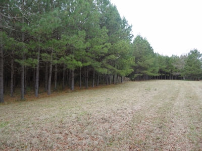 Land For Sale Lincoln County Brookhaven Mississippi - image 6