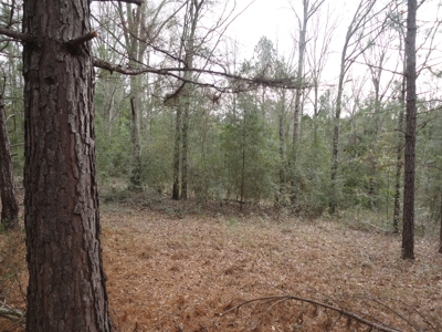 Land For Sale Lincoln County Brookhaven Mississippi - image 14