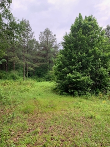 Land For Sale Lincoln County Brookhaven Mississippi - image 3