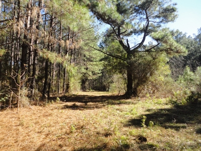 Land For Sale Lincoln County Brookhaven Mississippi - image 42