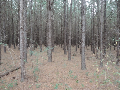 Land For Sale Lincoln County Brookhaven Mississippi - image 8