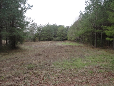 Land For Sale Lincoln County Brookhaven Mississippi - image 7