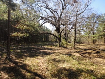 Land For Sale Lincoln County Brookhaven Mississippi - image 33