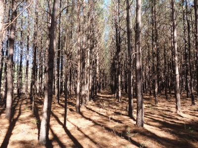 Land For Sale Lincoln County Brookhaven Mississippi - image 46