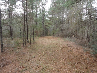 Land For Sale Lincoln County Brookhaven Mississippi - image 13