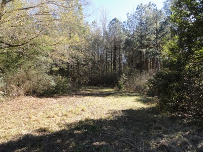 Land For Sale Lincoln County Brookhaven Mississippi - image 39