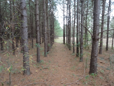 Land For Sale Lincoln County Brookhaven Mississippi - image 9