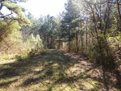 Land For Sale Lincoln County Brookhaven Mississippi - image 43