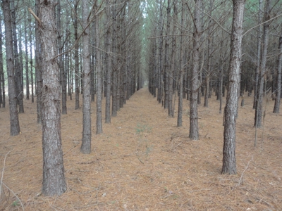 Land For Sale Lincoln County Brookhaven Mississippi - image 16