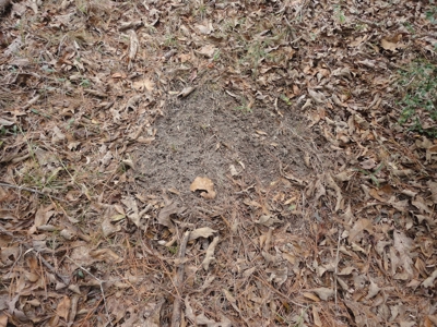 Land For Sale Lincoln County Brookhaven Mississippi - image 15