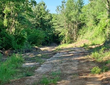 Acreage Adjacent to Percy Quin State Park, Pike County, MS - image 9