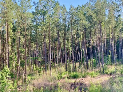 Acreage Adjacent to Percy Quin State Park, Pike County, MS - image 8