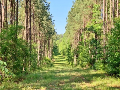 Acreage Adjacent to Percy Quin State Park, Pike County, MS - image 16