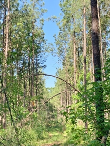 Acreage Adjacent to Percy Quin State Park, Pike County, MS - image 14