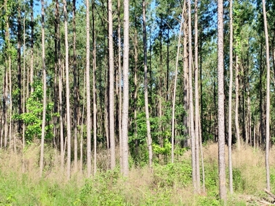 Acreage Adjacent to Percy Quin State Park, Pike County, MS - image 7