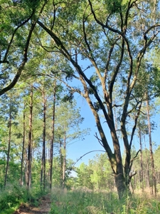 Acreage Adjacent to Percy Quin State Park, Pike County, MS - image 5