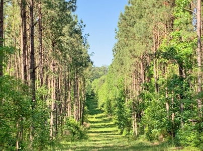 Acreage Adjacent to Percy Quin State Park, Pike County, MS - image 15