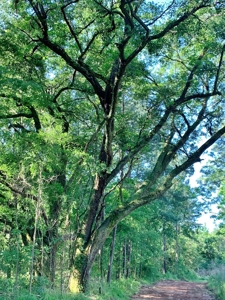 Acreage Adjacent to Percy Quin State Park, Pike County, MS - image 4