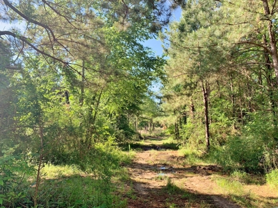 Acreage Adjacent to Percy Quin State Park, Pike County, MS - image 13