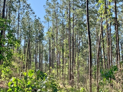 Acreage Adjacent to Percy Quin State Park, Pike County, MS - image 17