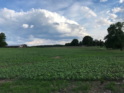 Over 40 Acres For Sale in Albemarle NC - image 5