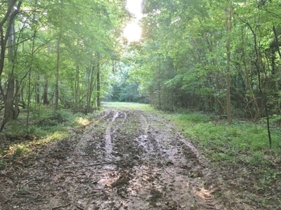 Camp Pond and Acreage by Copiah County WMA, Pattison, MS - image 26