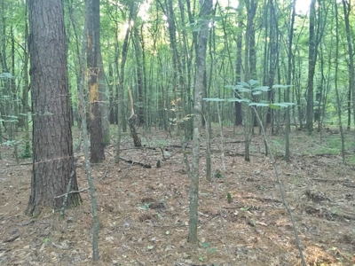 Camp Pond and Acreage by Copiah County WMA, Pattison, MS - image 21