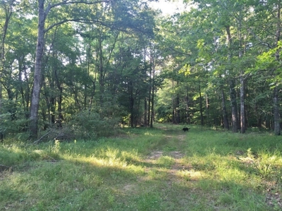 Camp Pond and Acreage by Copiah County WMA, Pattison, MS - image 9