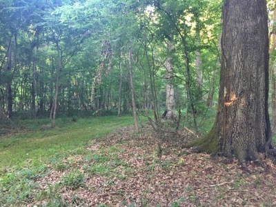 Camp Pond and Acreage by Copiah County WMA, Pattison, MS - image 27